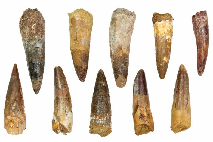 Lot: -, Bargain Spinosaurus Teeth - Pieces #82625